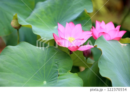 ハスの花 ハスの花 122370554