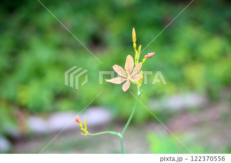 ヒオウギの花 122370556