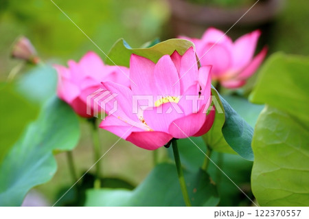 ハスの花 122370557