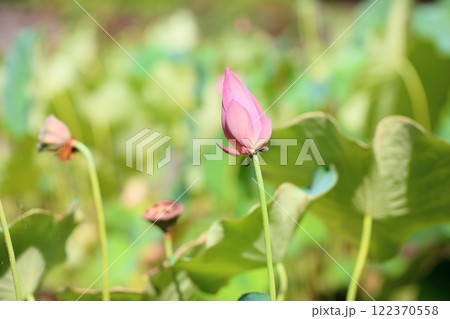 ハスの花　蕾 122370558