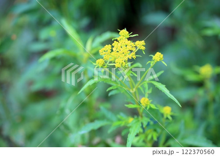 ハマオミナエシの花 122370560