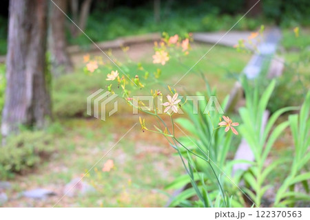 ヒオウギの花 122370563