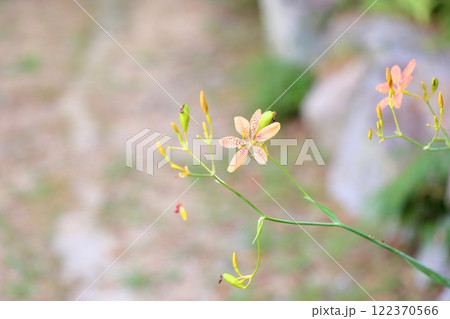 ヒオウギの花 ヒオウギの花 122370566