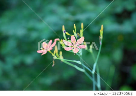 ヒオウギの花 122370568