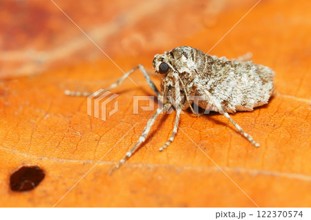 フユシャクガの一種（メス・成虫） 122370574