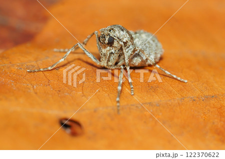 フユシャクガの一種(メス・成虫) フユシャクガの一種(メス・成虫) 122370622