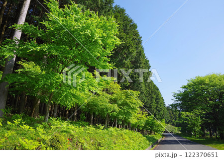 新緑のもみじ並木とひのきの森《三重県四日市市水沢町宮妻》 新緑のもみじ並木とひのきの森《三重県四日市市水沢町宮妻》 122370651