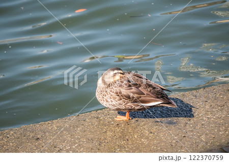 カルガモ 大阪市土佐堀川 中之島公園 カルガモ 大阪市土佐堀川 中之島公園 122370759