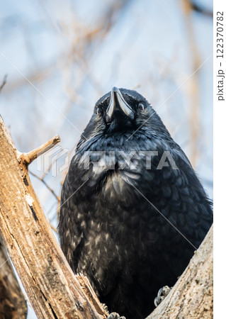 カラス（ハシボソガラス） 122370782