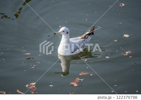 落ち葉の浮く堀を泳ぐユリカモメ　大阪城内堀 122370786