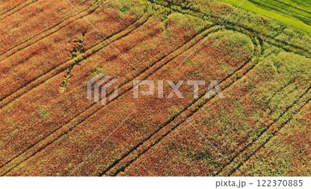 A red field of poppy flowers. Drone video. 122370885