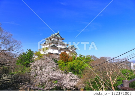 【和歌山県】満開の桜と和歌山城の天守閣 122371003