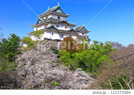 【和歌山県】満開の桜と和歌山城の天守閣 122371004