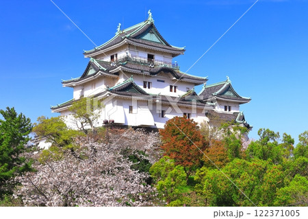 【和歌山県】満開の桜と和歌山城の天守閣 122371005