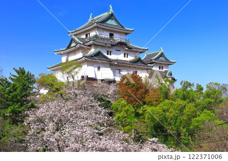 【和歌山県】満開の桜と和歌山城の天守閣 【和歌山県】満開の桜と和歌山城の天守閣 122371006