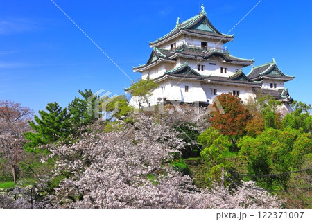 【和歌山県】満開の桜と和歌山城の天守閣 122371007