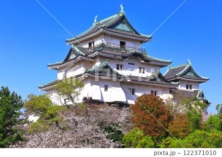 【和歌山県】満開の桜と和歌山城の天守閣 122371010