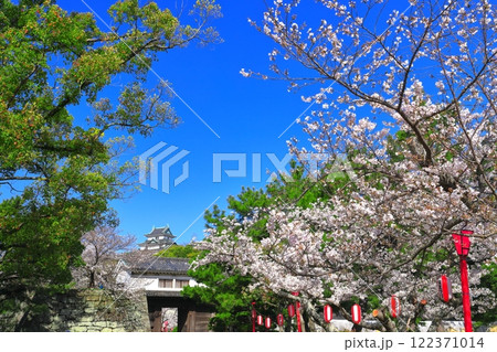 【和歌山県】満開の桜と和歌山城の天守閣と岡口門 122371014