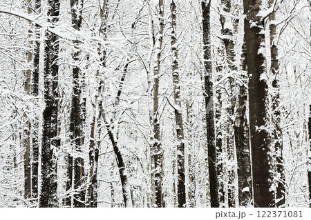 The heavy snowfall in a wild park, winter fairy tale in the forest, snow-covered tree branches, large flakes of snow are slowly falling, nobody, snow storm, blizzard 122371081