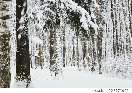 The heavy snowfall in a wild park, winter fairy tale in the forest, snow-covered tree branches, large flakes of snow are slowly falling, nobody, snow storm, blizzard The heavy snowfall in a wild park, winter fairy tale in the forest, snow-covered tree branches, large flakes of snow are slowly falling, nobody, snow storm, blizzard 122371096