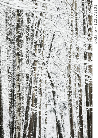 The heavy snowfall in a wild park, winter fairy tale in the forest, snow-covered tree branches, large flakes of snow are slowly falling, nobody, snow storm, blizzard The heavy snowfall in a wild park, winter fairy tale in the forest, snow-covered tree branches, large flakes of snow are slowly falling, nobody, snow storm, blizzard 122371101