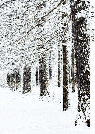 The heavy snowfall in a wild park, winter fairy tale in the forest, snow-covered tree branches, large flakes of snow are slowly falling, nobody, snow storm, blizzard The heavy snowfall in a wild park, winter fairy tale in the forest, snow-covered tree branches, large flakes of snow are slowly falling, nobody, snow storm, blizzard 122371116