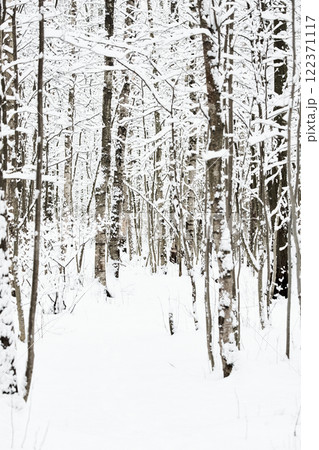 The heavy snowfall in a wild park, winter fairy tale in the forest, snow-covered tree branches, large flakes of snow are slowly falling, nobody, snow storm, blizzard The heavy snowfall in a wild park, winter fairy tale in the forest, snow-covered tree branches, large flakes of snow are slowly falling, nobody, snow storm, blizzard 122371117