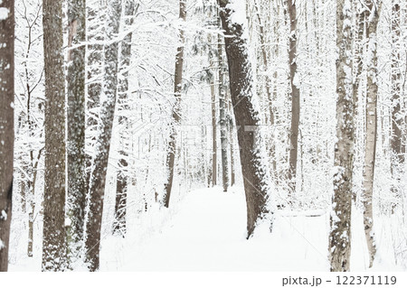 The heavy snowfall in a wild park, winter fairy tale in the forest, snow-covered tree branches, large flakes of snow are slowly falling, nobody, snow storm, blizzard 122371119