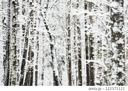 The heavy snowfall in a wild park, winter fairy tale in the forest, snow-covered tree branches, large flakes of snow are slowly falling, nobody, snow storm, blizzard The heavy snowfall in a wild park, winter fairy tale in the forest, snow-covered tree branches, large flakes of snow are slowly falling, nobody, snow storm, blizzard 122371121