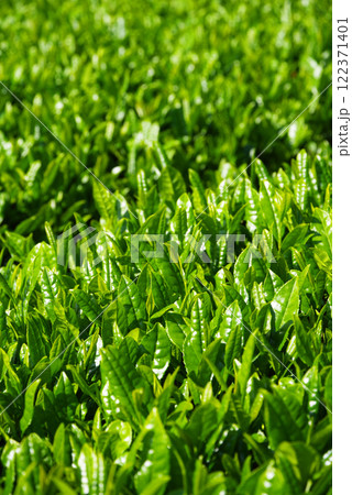 新茶畑・すいざわ茶・伊勢茶《三重県四日市市水沢町》 122371401