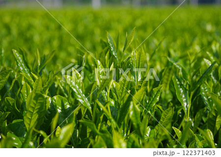 新茶畑・すいざわ茶・伊勢茶《三重県四日市市水沢町》 122371403