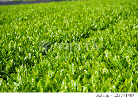 新茶畑・すいざわ茶・伊勢茶《三重県四日市市水沢町》 122371404