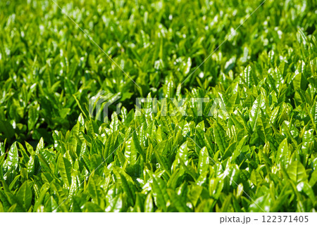 新茶畑・すいざわ茶・伊勢茶《三重県四日市市水沢町》 122371405