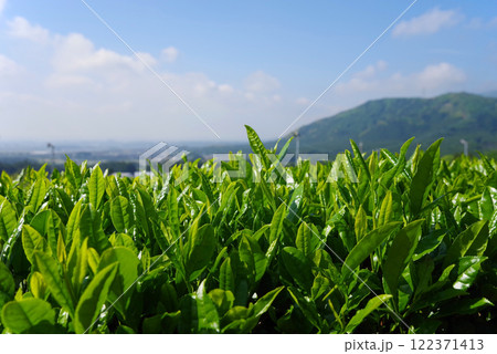 新茶畑・すいざわ茶・伊勢茶《三重県四日市市水沢町》 122371413