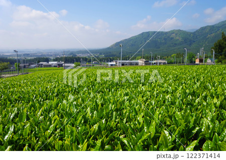 新茶畑・すいざわ茶・伊勢茶《三重県四日市市水沢町》 122371414