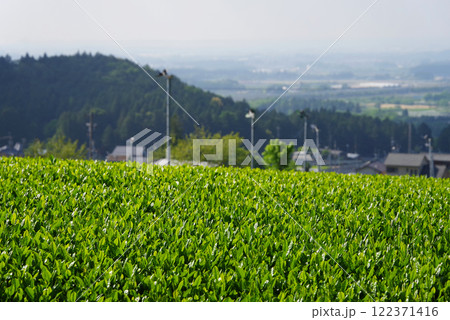 新茶畑・すいざわ茶・伊勢茶《三重県四日市市水沢町》 新茶畑・すいざわ茶・伊勢茶《三重県四日市市水沢町》 122371416