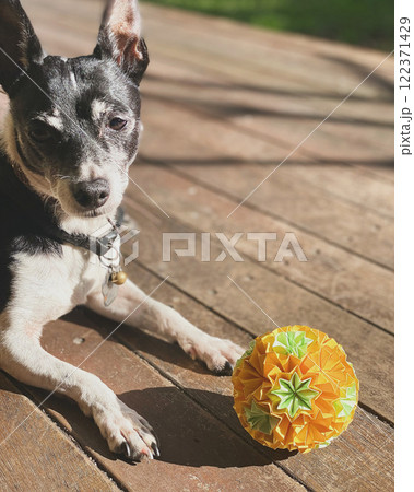 犬と折り紙くす玉 犬と折り紙くす玉 122371429