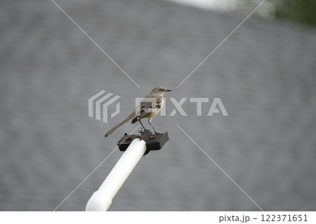 A Northern mockingbird bird perched on a fence pole A Northern mockingbird bird perched on a fence pole 122371651