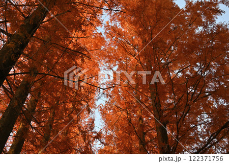 日に照らされ映える紅葉　メタセコイア並木のトンネル　 122371756