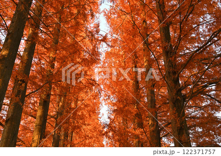 日に照らされ映える紅葉　メタセコイア並木のトンネル　 122371757