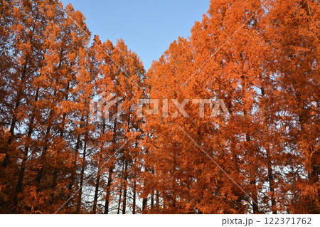 日に照らされ映える紅葉のメタセコイア並木 運動公園 日に照らされ映える紅葉のメタセコイア並木 運動公園 122371762