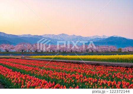 あさひ舟川・春の四重奏 122372144