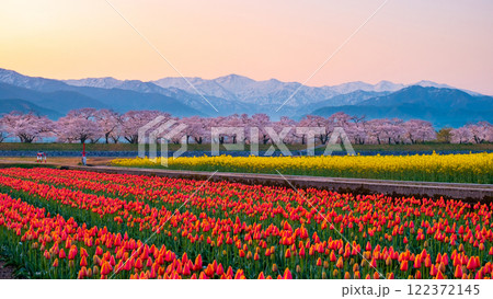 あさひ舟川・春の四重奏 あさひ舟川・春の四重奏 122372145