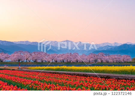 あさひ舟川・春の四重奏 122372146
