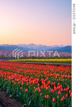 あさひ舟川・春の四重奏 あさひ舟川・春の四重奏 122372148