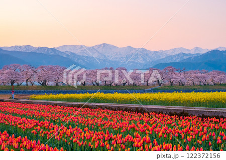 あさひ舟川・春の四重奏 122372156