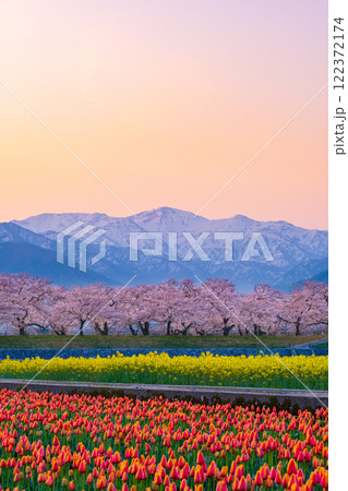 あさひ舟川・春の四重奏 122372174