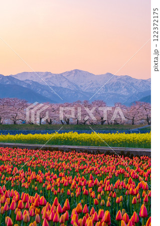 あさひ舟川・春の四重奏 あさひ舟川・春の四重奏 122372175