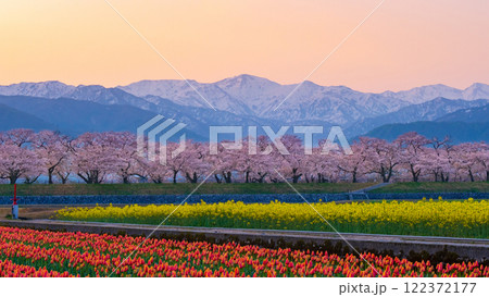 あさひ舟川・春の四重奏 122372177