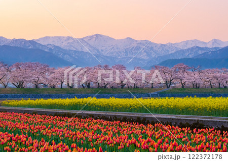 あさひ舟川・春の四重奏 122372178